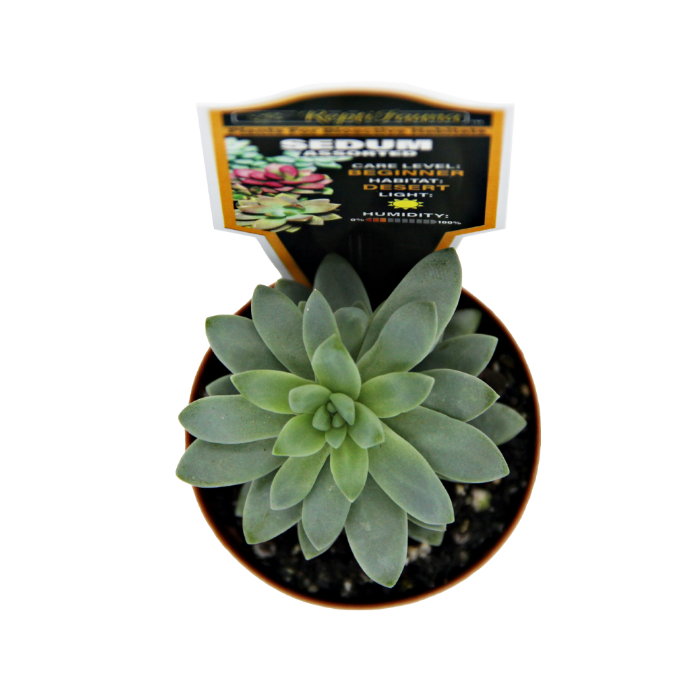 ReptiFauna Sedum