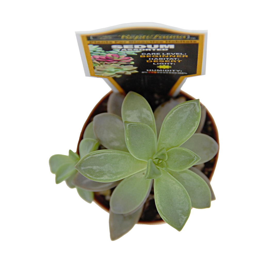 ReptiFauna Sedum
