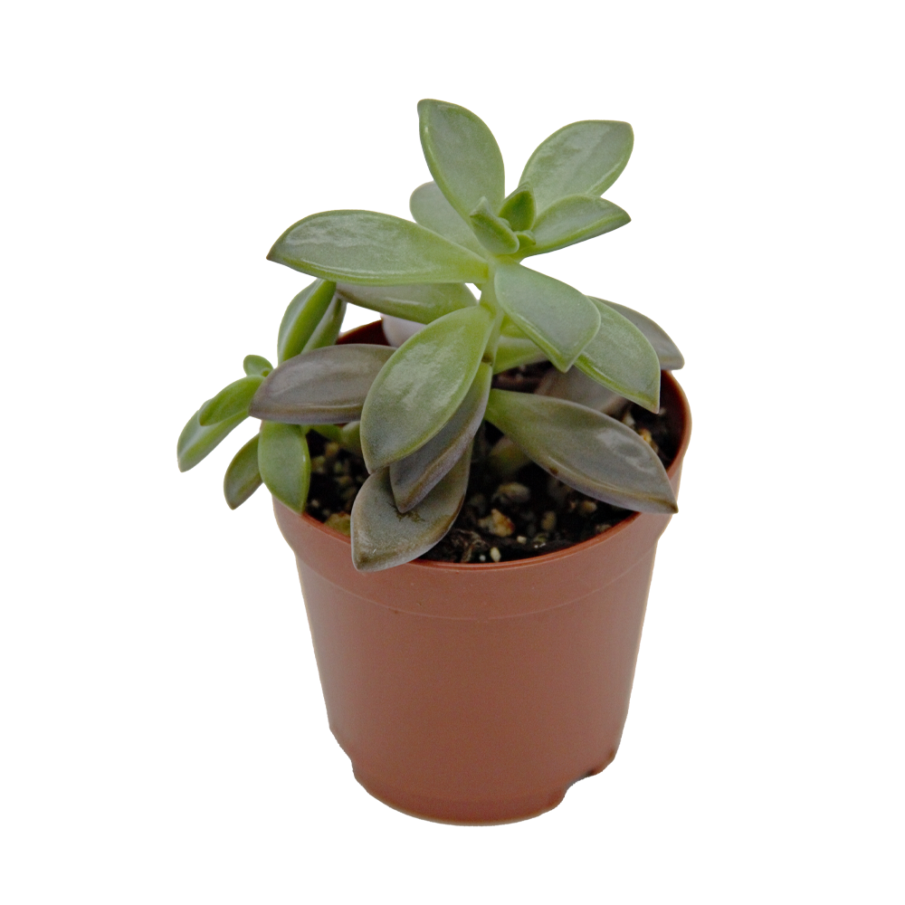 ReptiFauna Sedum