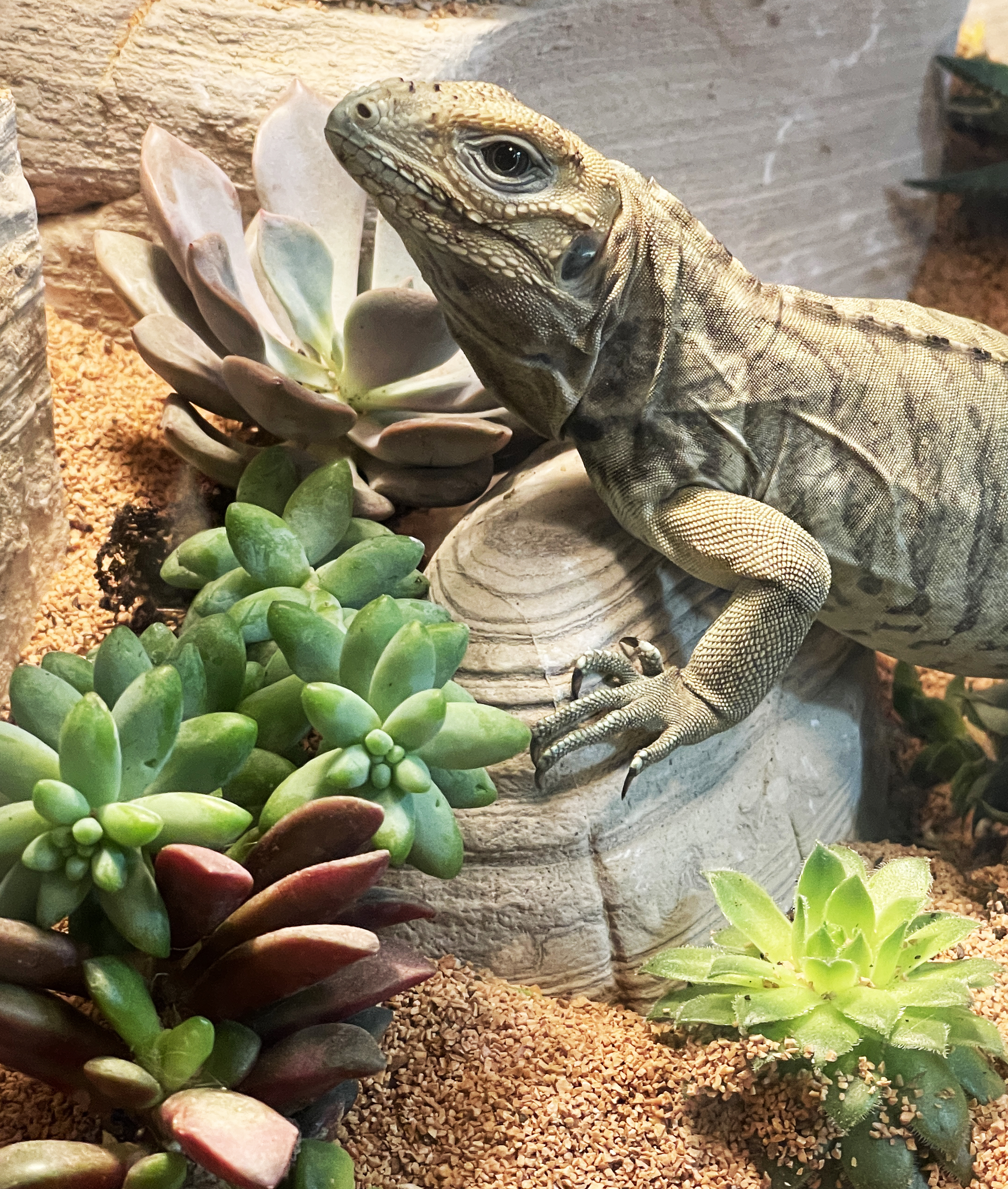 ReptiFauna™ Sedum in reptile terrarium