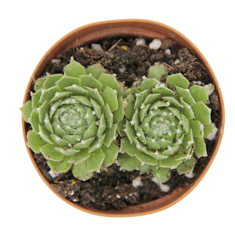 ReptiFauna Assorted Sempervivum