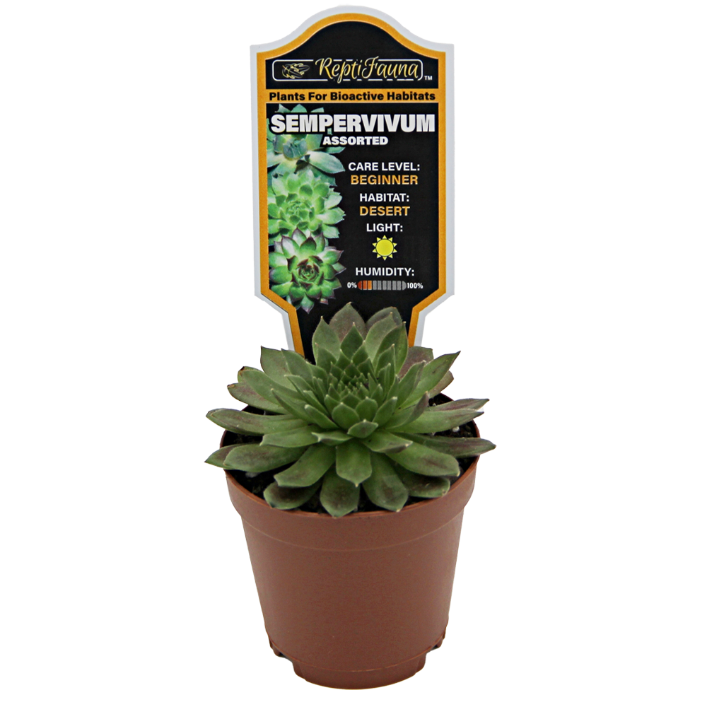ReptiFauna Assorted Sempervivum