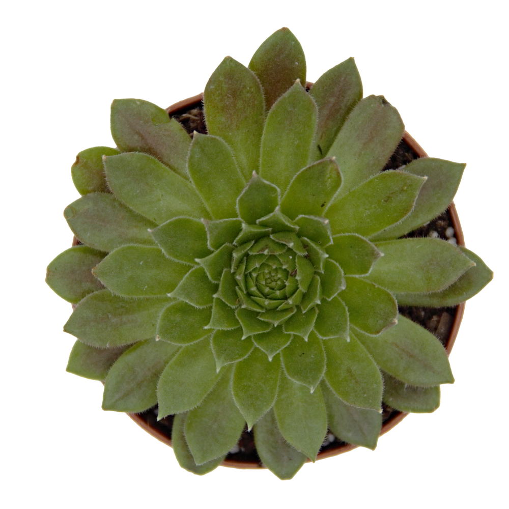 ReptiFauna Assorted Sempervivum
