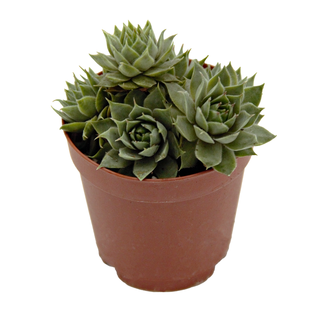 ReptiFauna Assorted Sempervivum