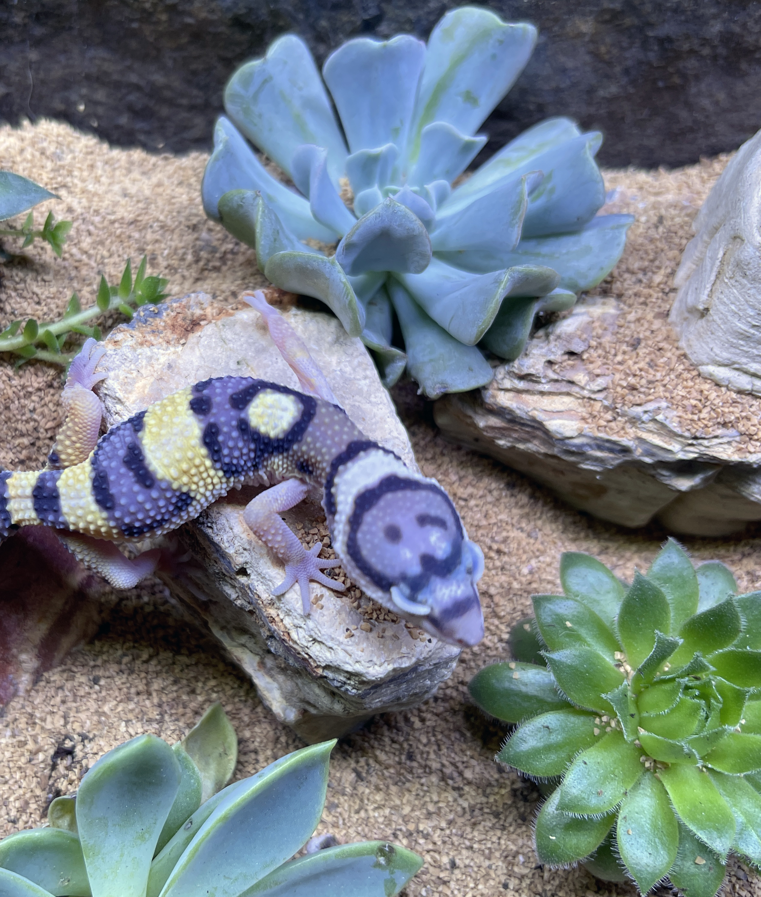 ReptiFauna™ Sempervivum in reptile terrarium