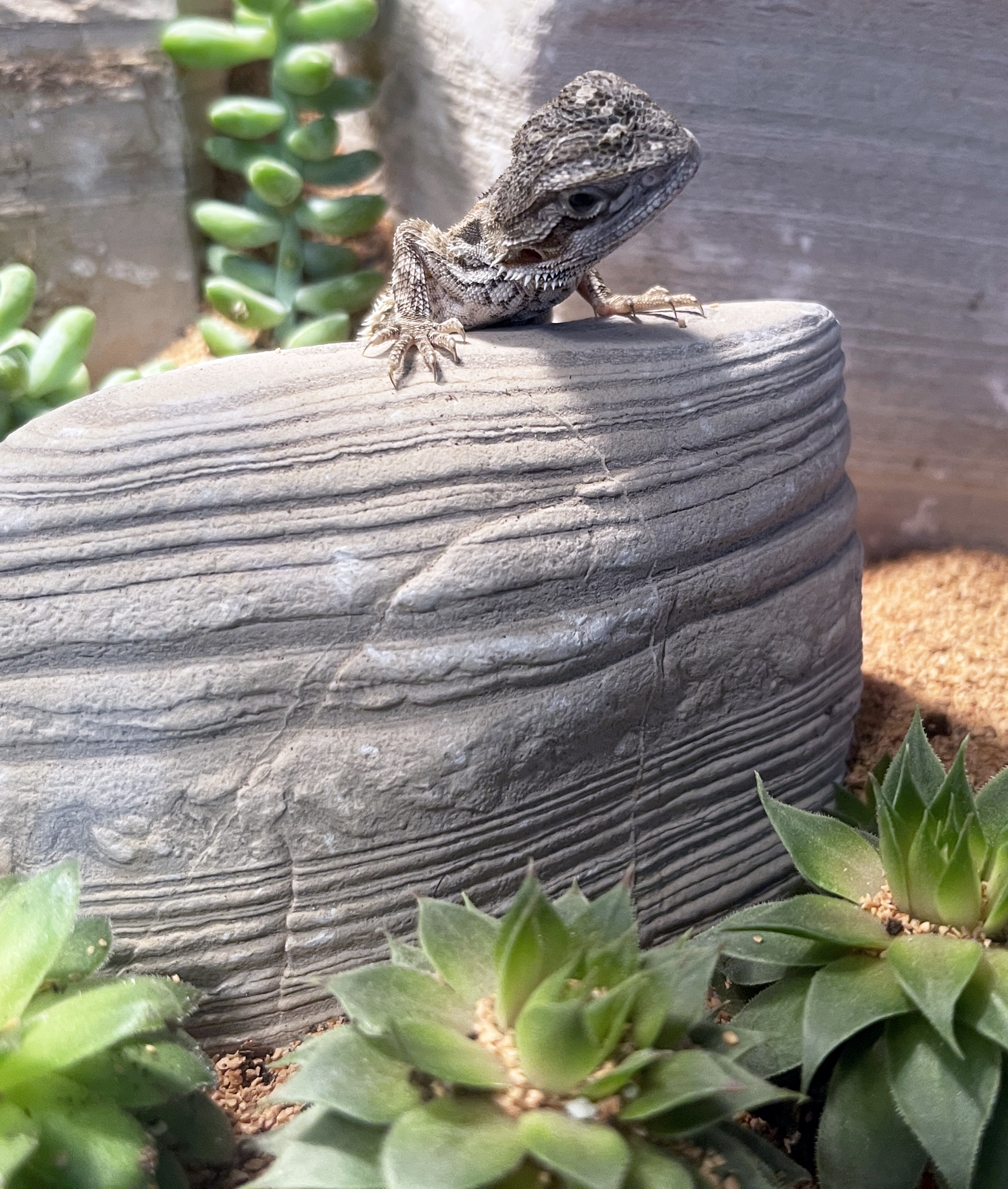 ReptiFauna™ Sempervivum in reptile terrarium