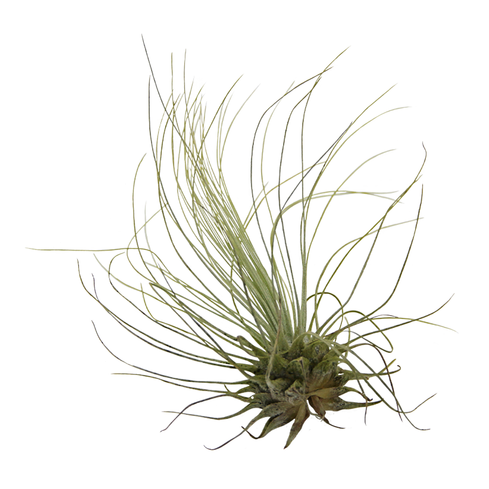 ReptiFauna Assorted Tillandsia