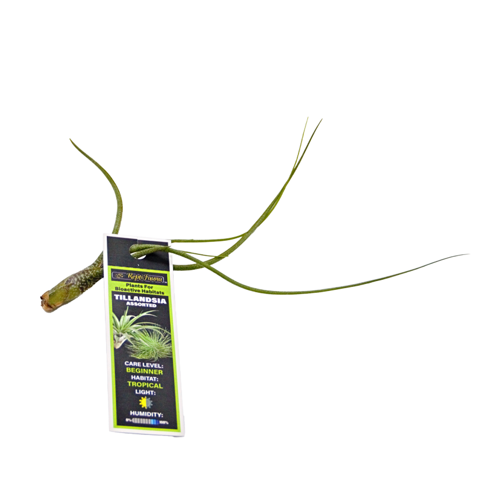 ReptiFauna Assorted Tillandsia