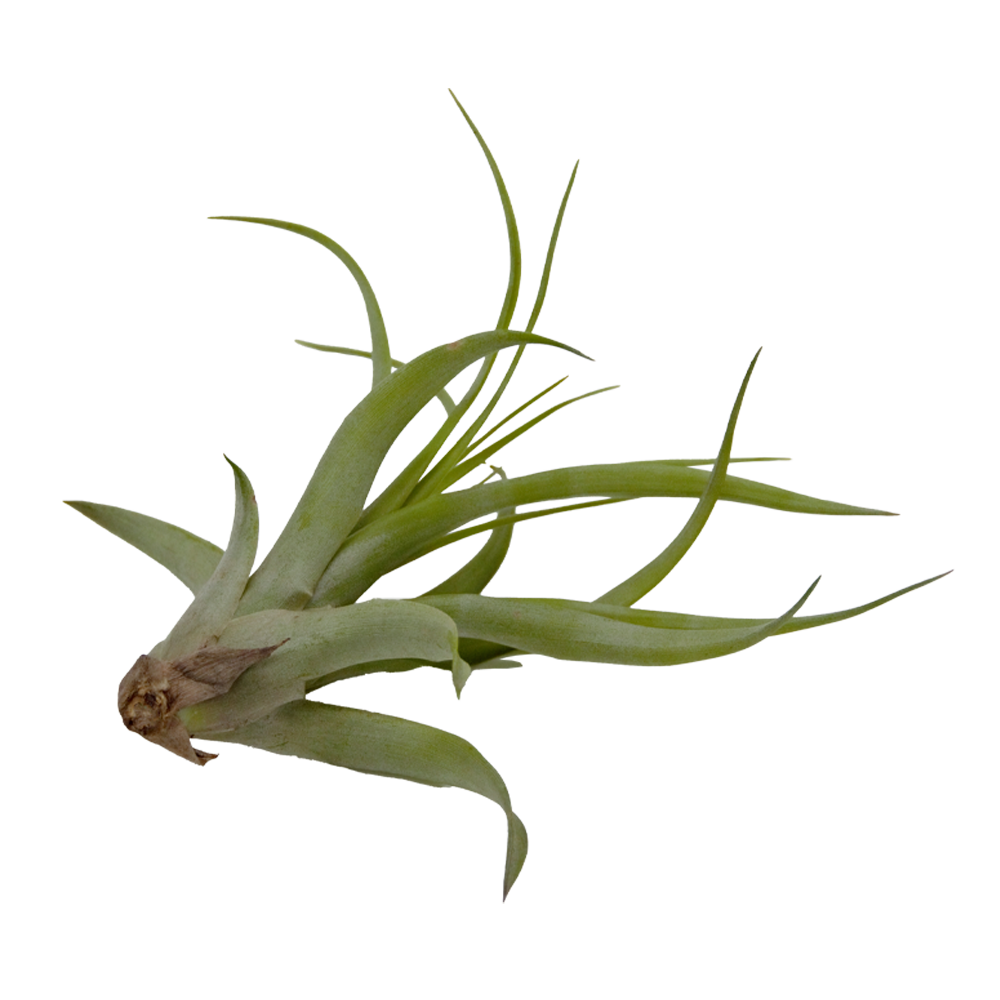 ReptiFauna Assorted Tillandsia