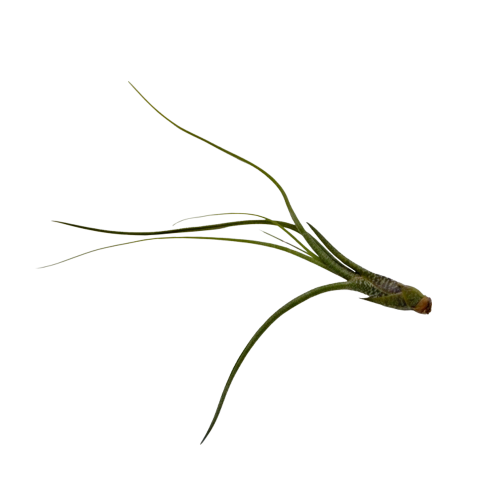 ReptiFauna Assorted Tillandsia