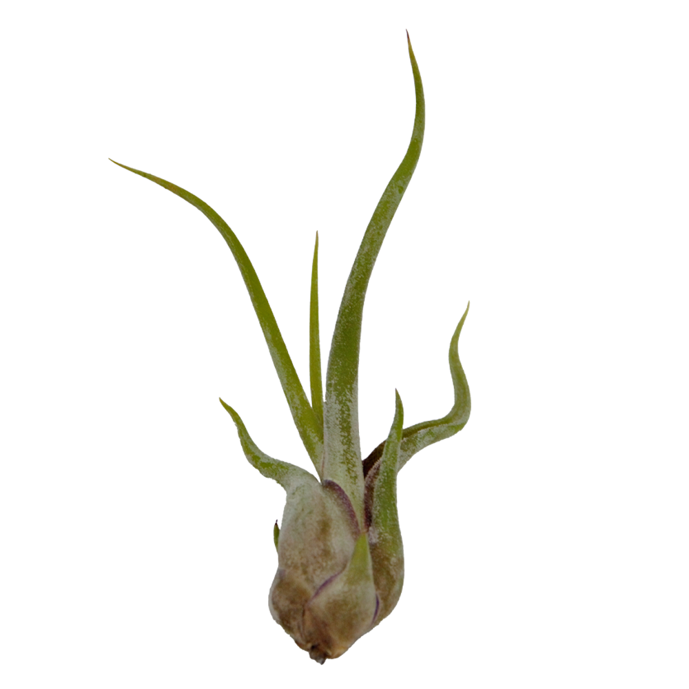 ReptiFauna Assorted Tillandsia