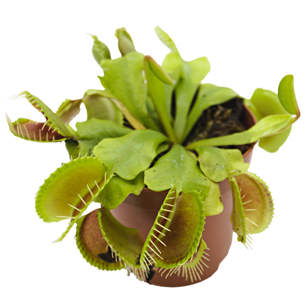 ReptiFauna Venus Fly Trap