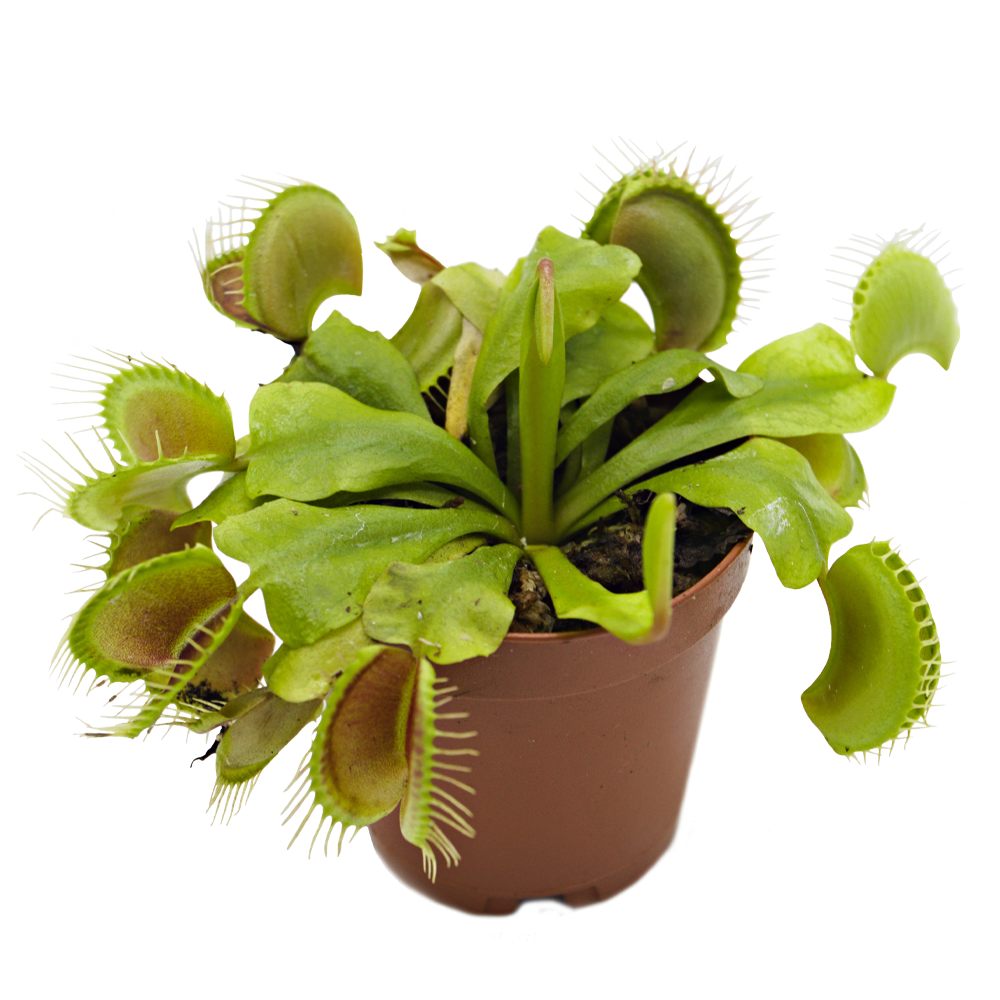 ReptiFauna Venus Fly Trap