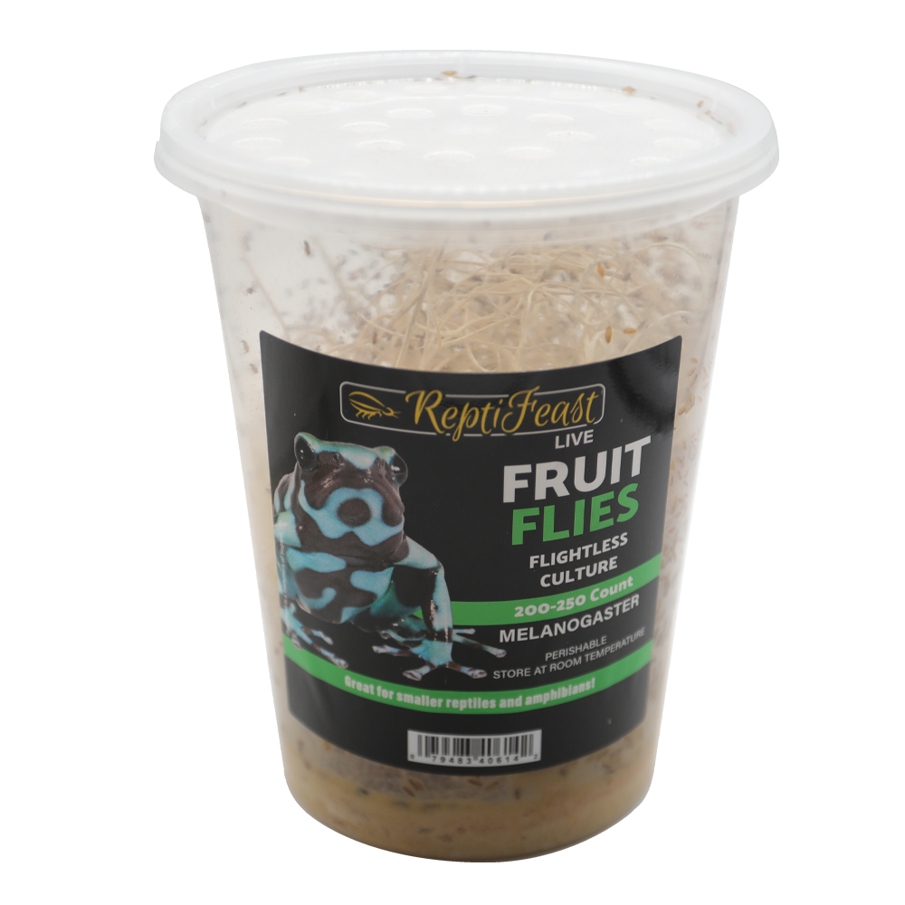 ReptiFeast® Fruit Fly Melanogaster Culture