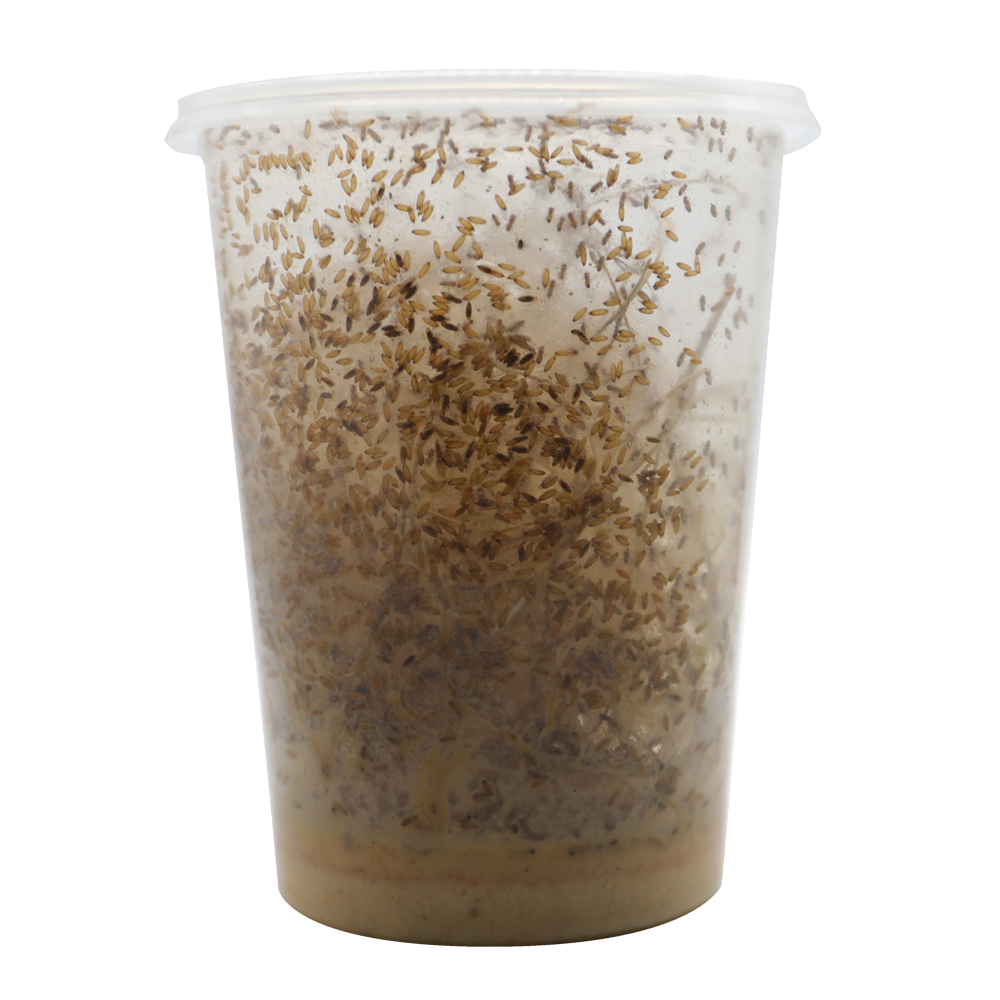 ReptiFeast® Fruit Fly Melanogaster Culture