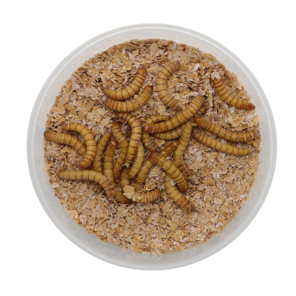 ReptiFeast® Giant Mealworm 25 count