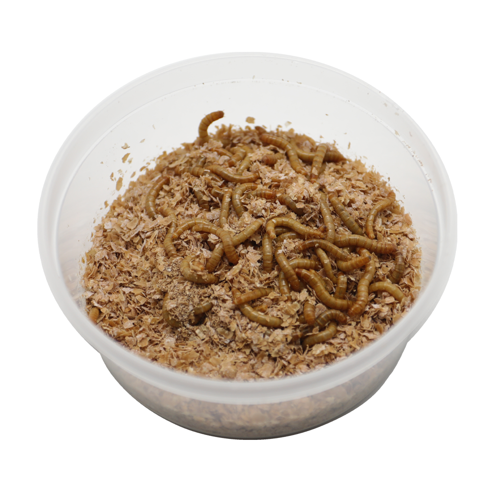 ReptiFeast® Mealworm 100 count