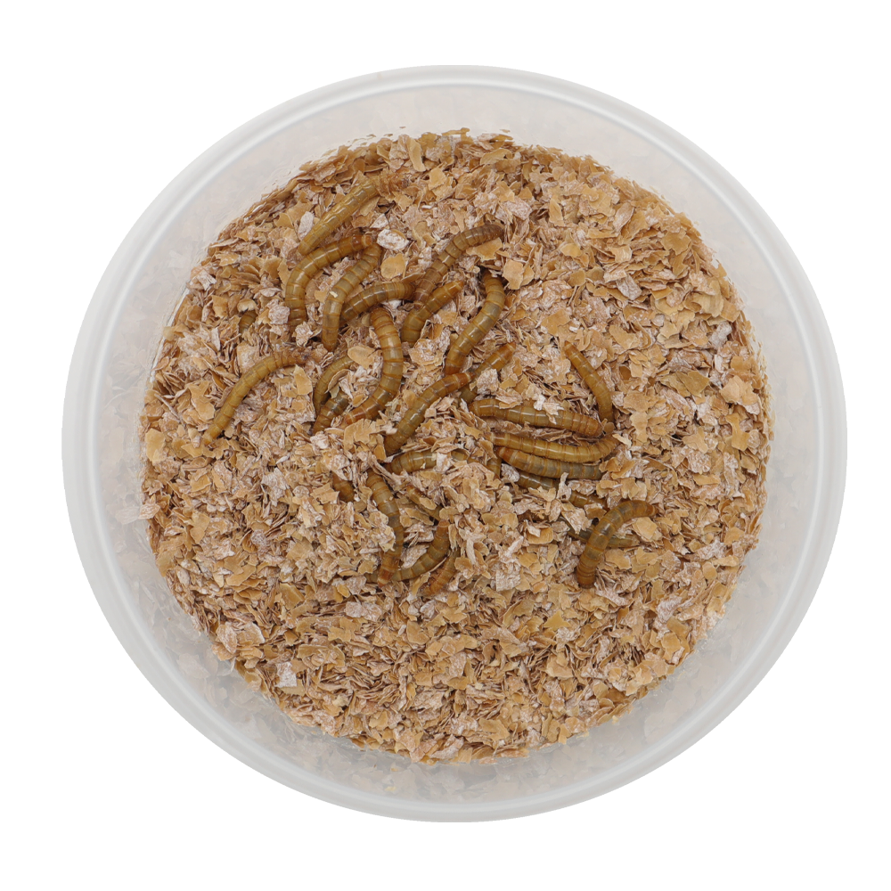 ReptiFeast® Mealworm 50 count