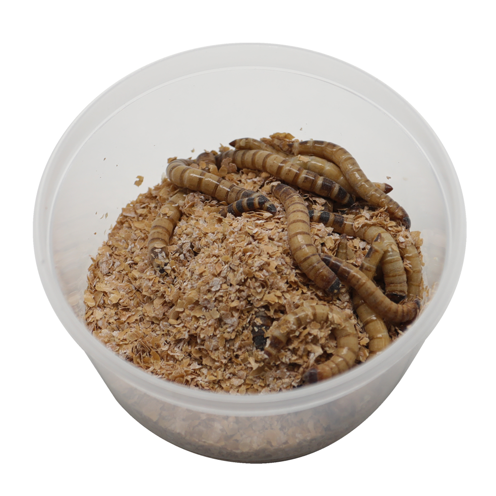 ReptiFeast® Superworm 25 count