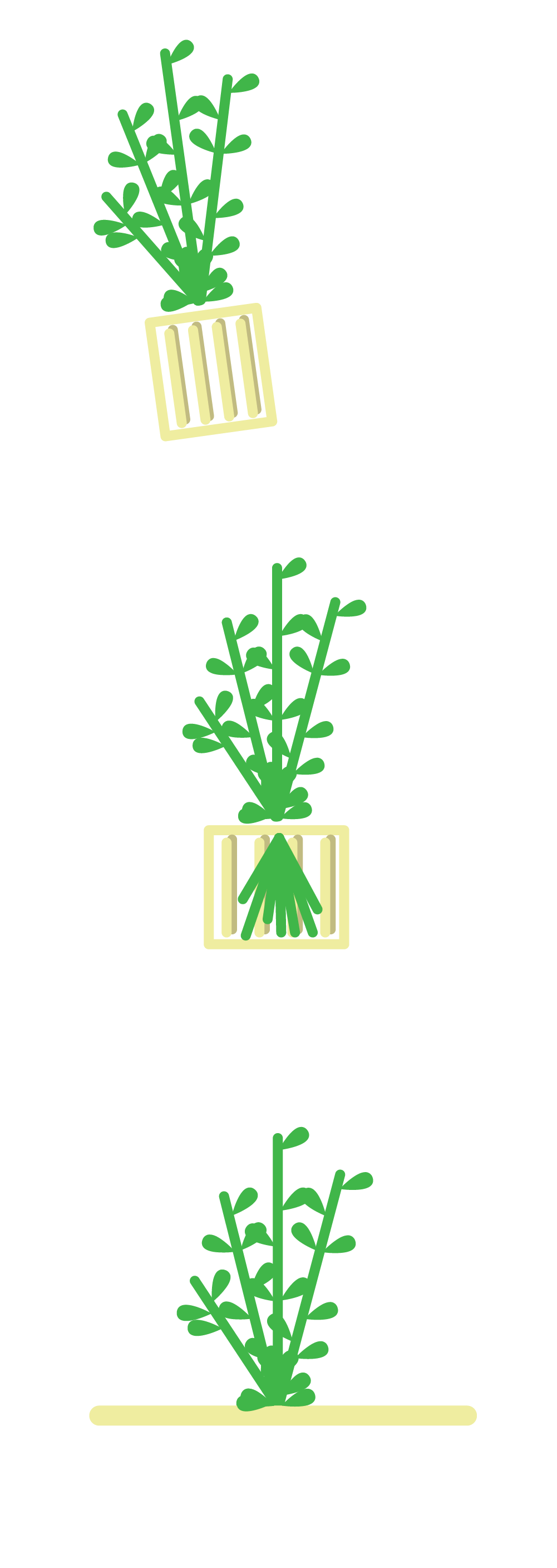 planting graphic for HydrOasis aquatic plants