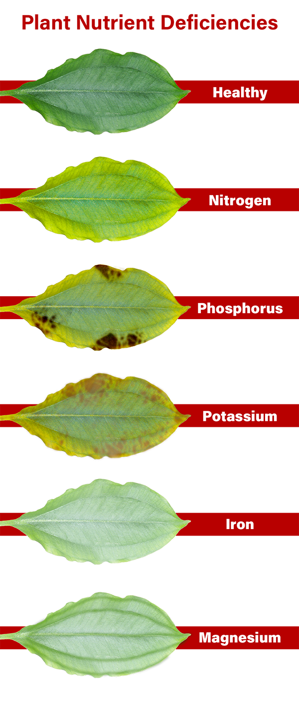 graphic showing plant leaf deficiencies