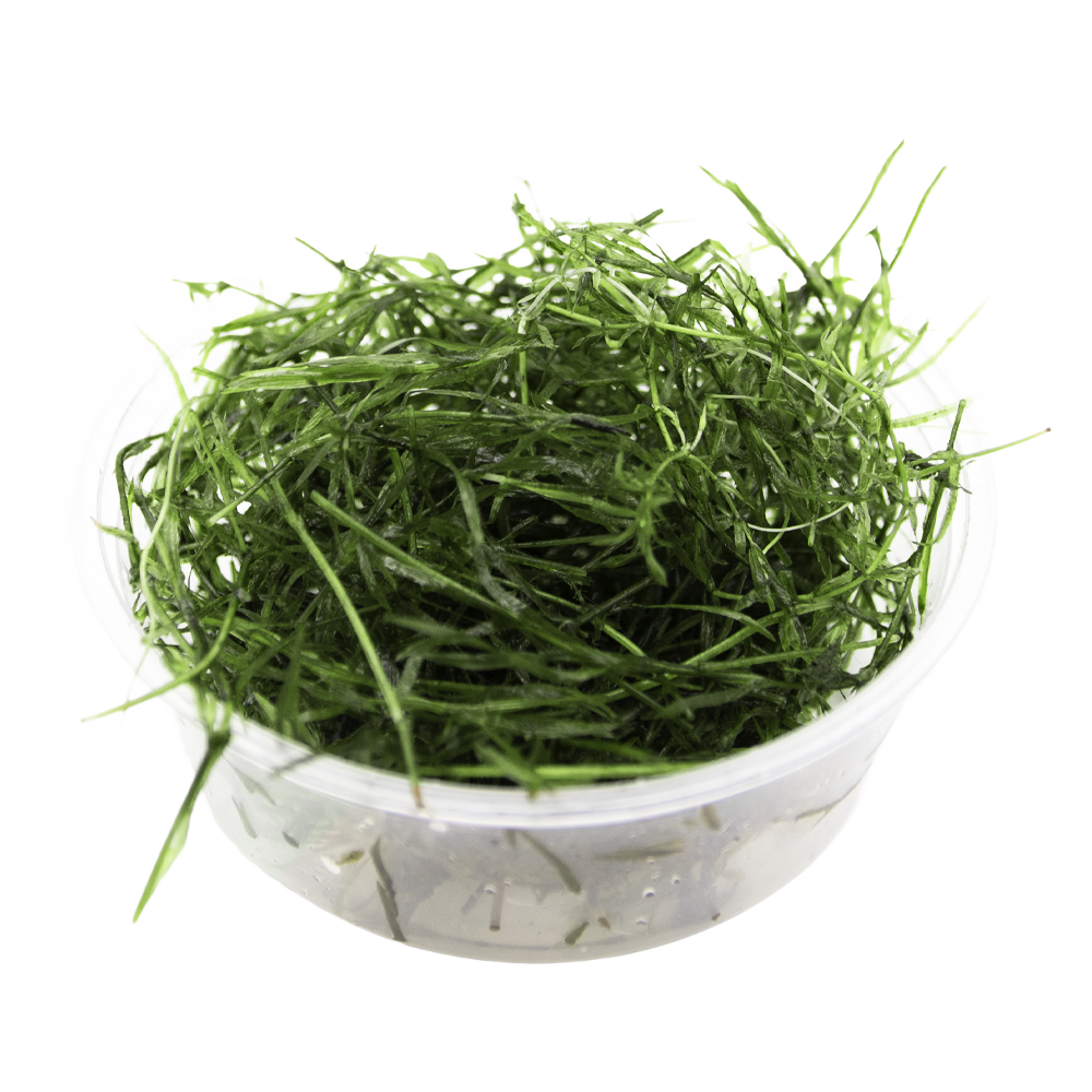 HydrOasis™ Guppy Grass