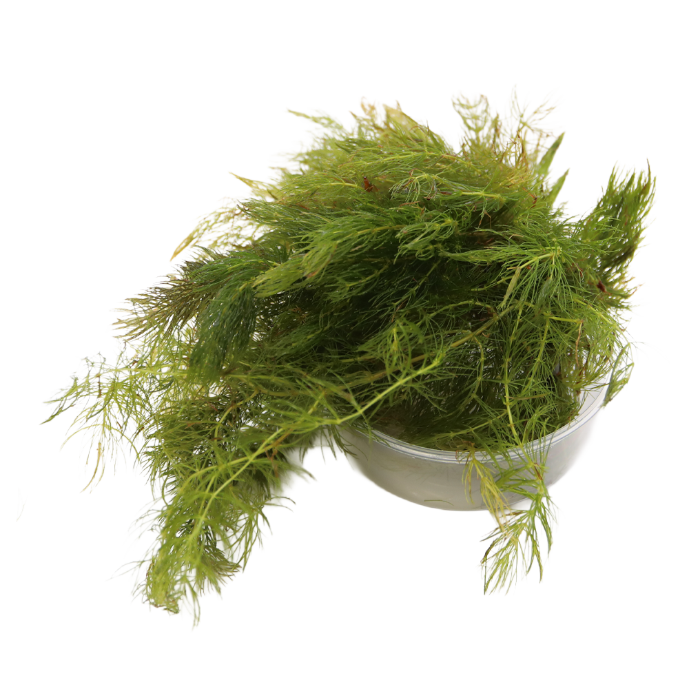 HydrOasis™ Hornwort