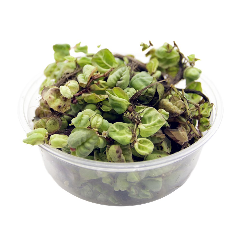 HydrOasis™ Red Root Floater