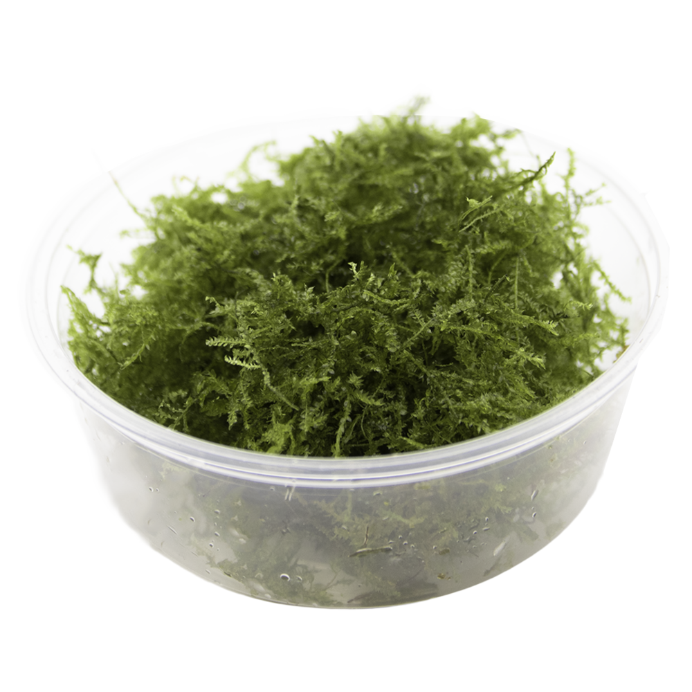 HydrOasis™ Weeping Moss